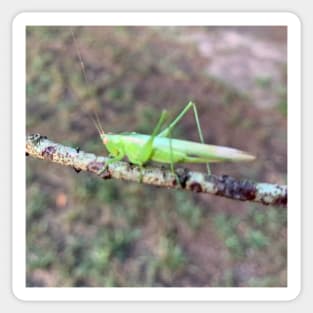 Grasshopper Sticker